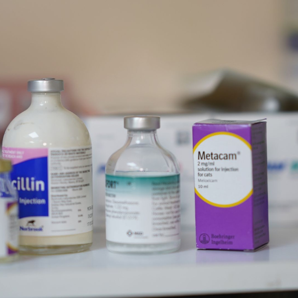 summary-of-the-rcvs-prescribing-new-pet-guidelines-kingston-vets