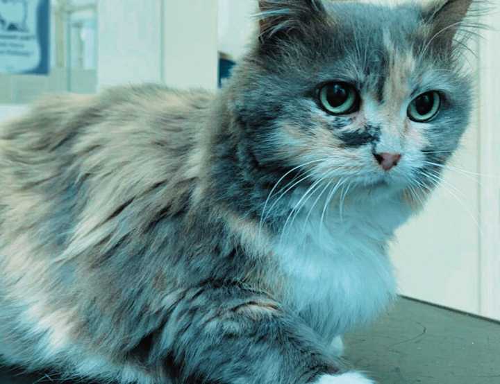 Grey fluffy cat on exam table