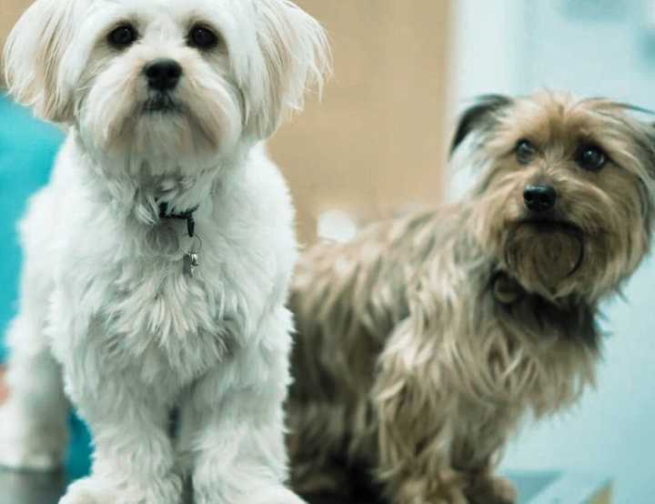 Small white and brown dog on vet table