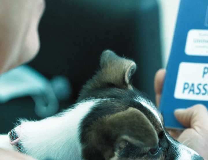 Small terrier on owner's lap looking at travel documents