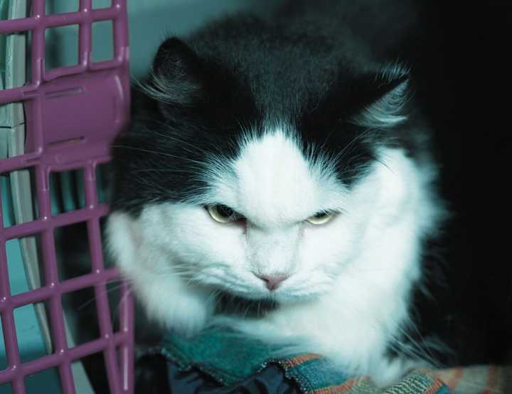 Black and white cat in pink pet carrier